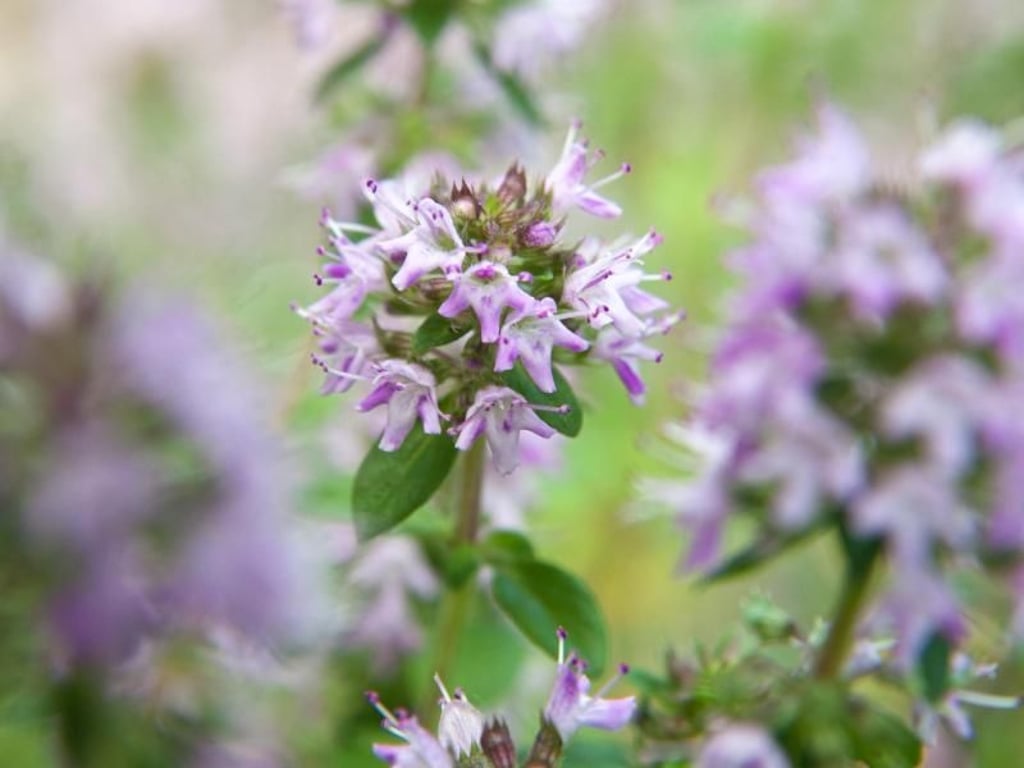 Aus Thymian lässt sich ein würziger Tee herstellen. Foto: Andrea Warnecke