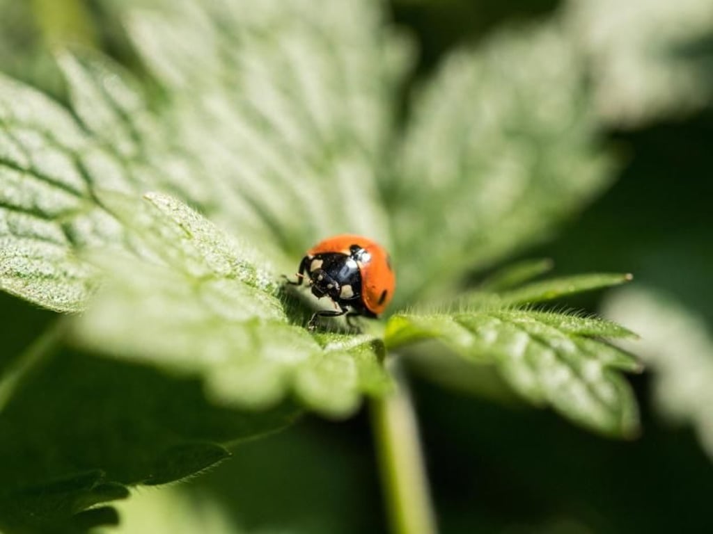 Blattläuse müssen nicht immer bekämpft werden. Viele Insekten wie Marienkäfer sorgen für ihre Vernichtung. Foto: Andrea Warnecke