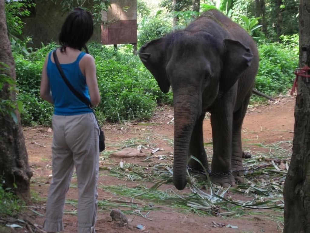 Ketten an den Beinen: Um Elefanten für touristische Attraktionen gefügig zu machen, muss ihr Wille mit Gewalt gebrochen werden. Foto: Andrea Warnecke