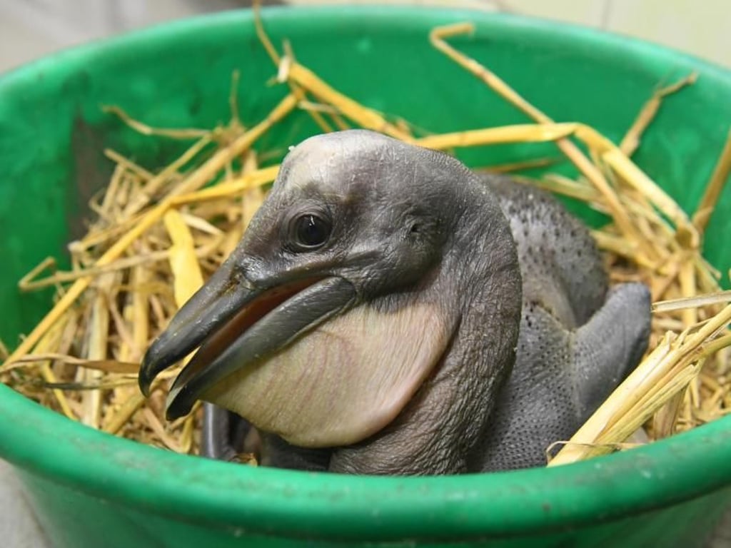 Ein Rosapelikan-Junges im Zoo von Stralsund. Foto: Stefan Sauer