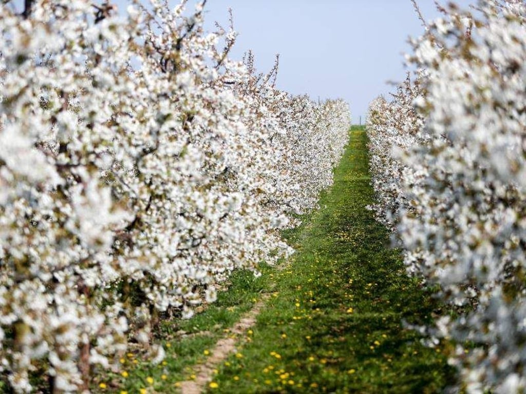 Sauerkirschen blühen auf dem Gelände der Obstland Dürrweitzschen AG. Foto: Jan Woitas