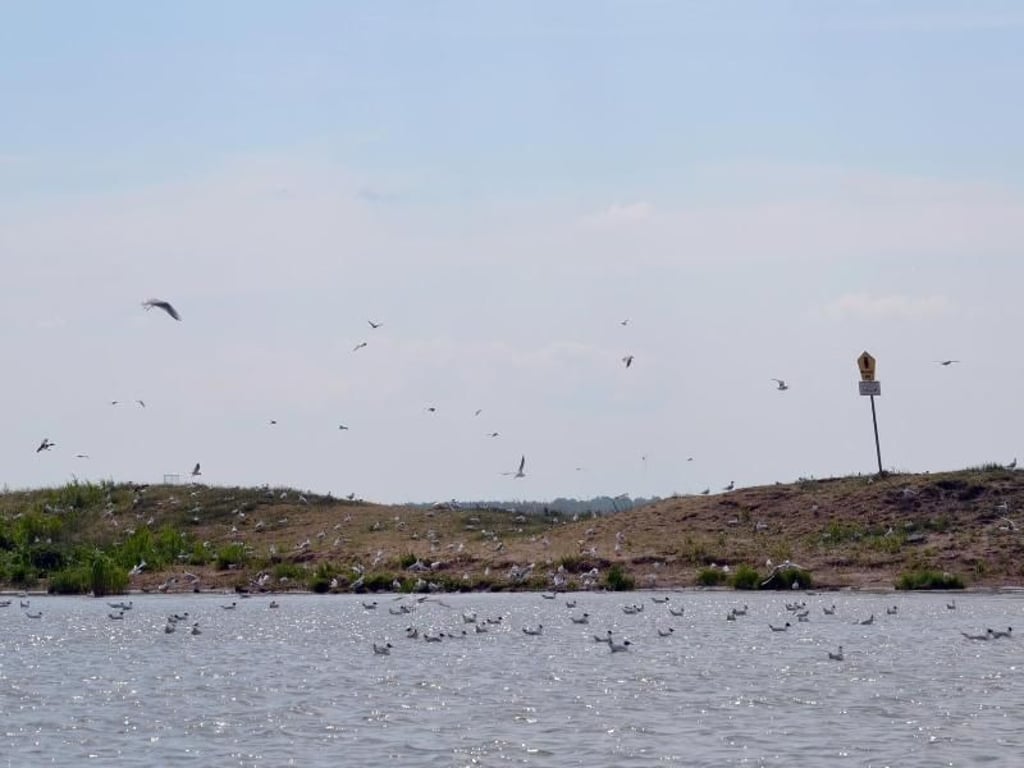 Auf der Insel Riether Werder gibt es jede Menge Lachmöwen, Uferschnepfen, Bekassinen und Flussseeschwalben. Foto: Andreas Heimann