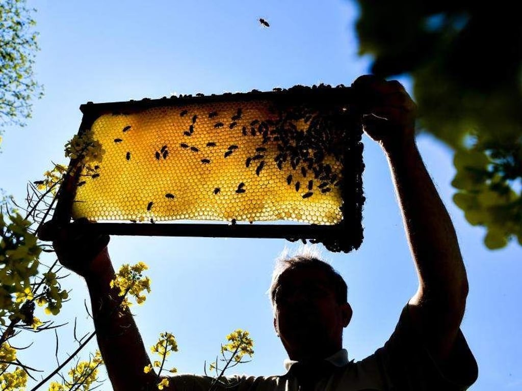 Ein Imker hält eine Bienenwabe: Deutschland führt immer mehr Bienenhonig ein. Foto: Patrick Pleul