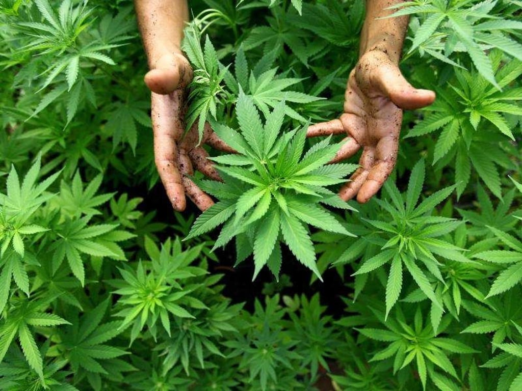 Hanf-Pflanzen einer Cannabis-Plantage. Foto: Abir Sultan/Archiv