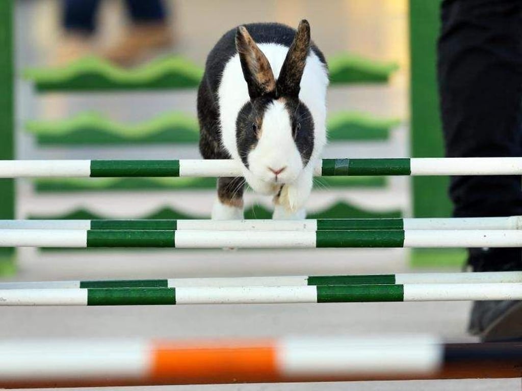 Uuuuuund hop! Fitte Kaninchen dürften viel Spaß beim sogenannten «Kanin-Hop» haben. Foto: Jan Woitas