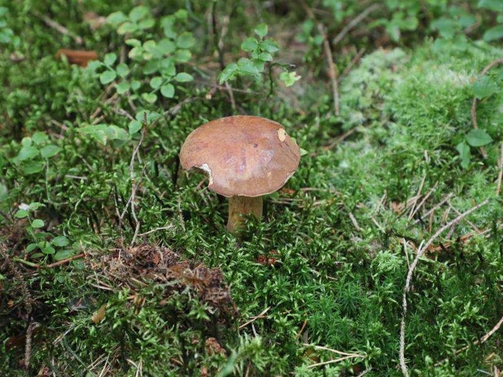 Für Kinder gibt es im Netz rund um Pilze einige spannende Webseiten. Foto: Bodo Schackow/dpa-Zentralbild