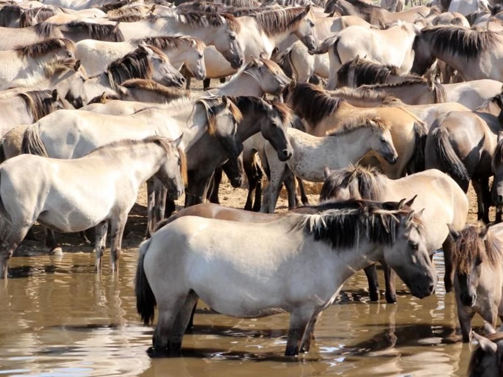 Abkühlung an der Wasserstelle: Rund 400 Wildpferde durchstreifen das Schutzgebiet im Merfelder Bruch. Foto: Bernd F. Meier