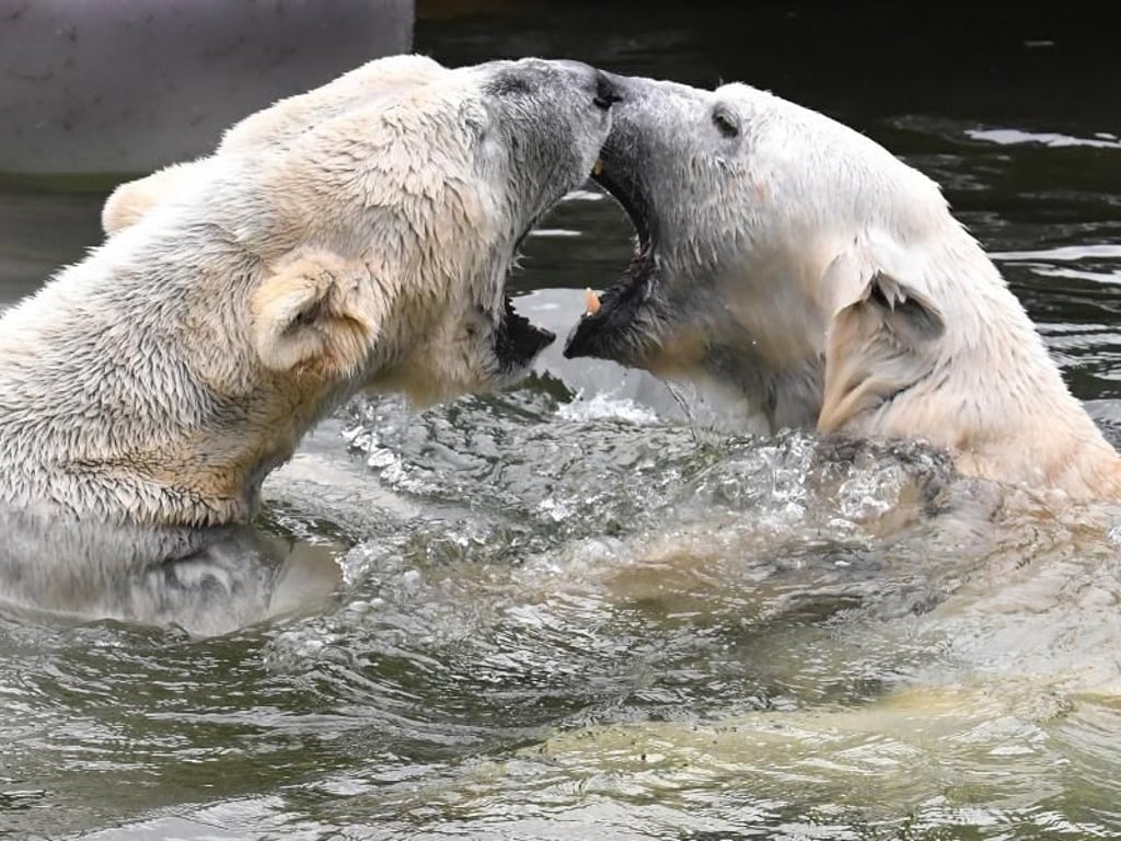 Wie Eisbären küssen. Foto: Paul Zinken