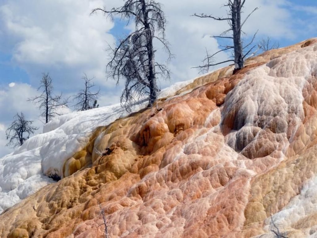 In Mammoth Hot Springs verfärben Algen und Bakterien, abhängig von Wassertemperatur, die Sinterterrassen. Foto: Christian Röwekamp