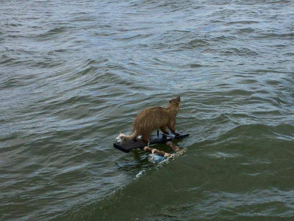 Eine vermeintliche Katze treibt auf dem Rhein. Foto: Feuerwehr Düsseldorf