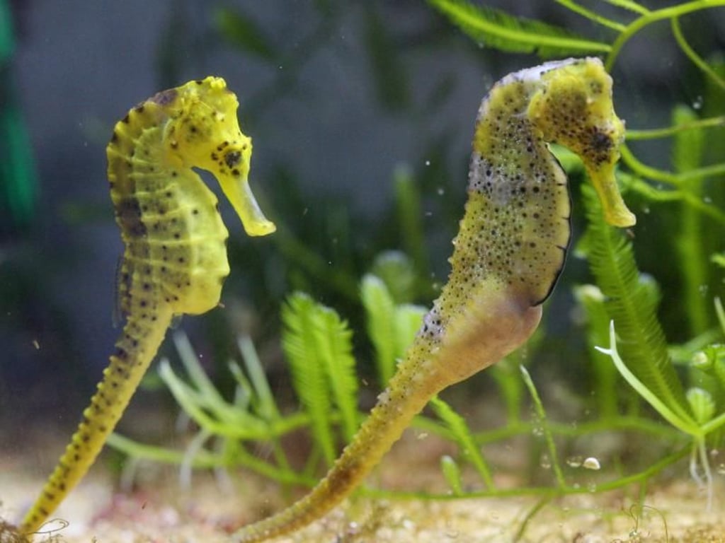 Seepferdchen-Weibchen überlassen die Geburt den Männchen. Foto: Friso Gentsch