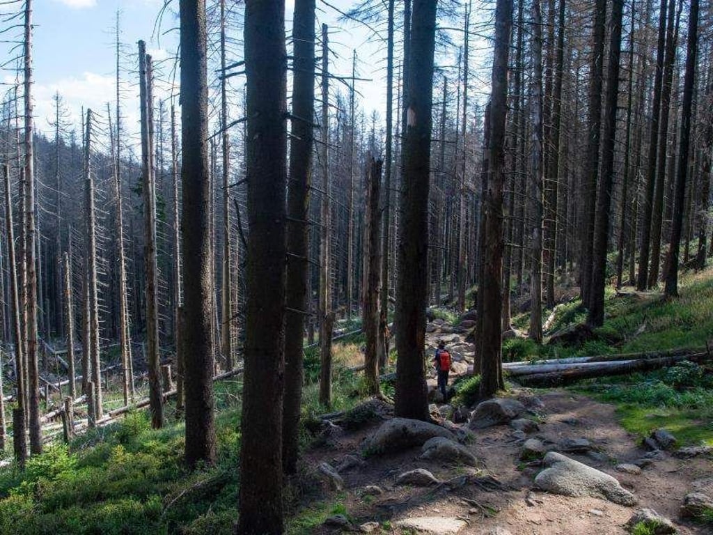 Wanderer gehen im Nationalpark Harz durch ein Waldstück mit abgestorbenen Fichten. Foto: Klaus-Dietmar Gabbert/Archiv