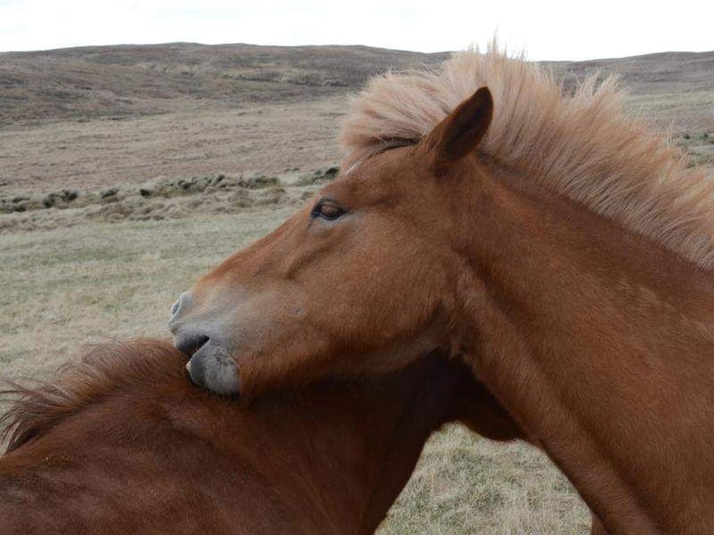 Islandpferde kommen ursprünglich vermutlich aus England. Foto: Georg Ismar