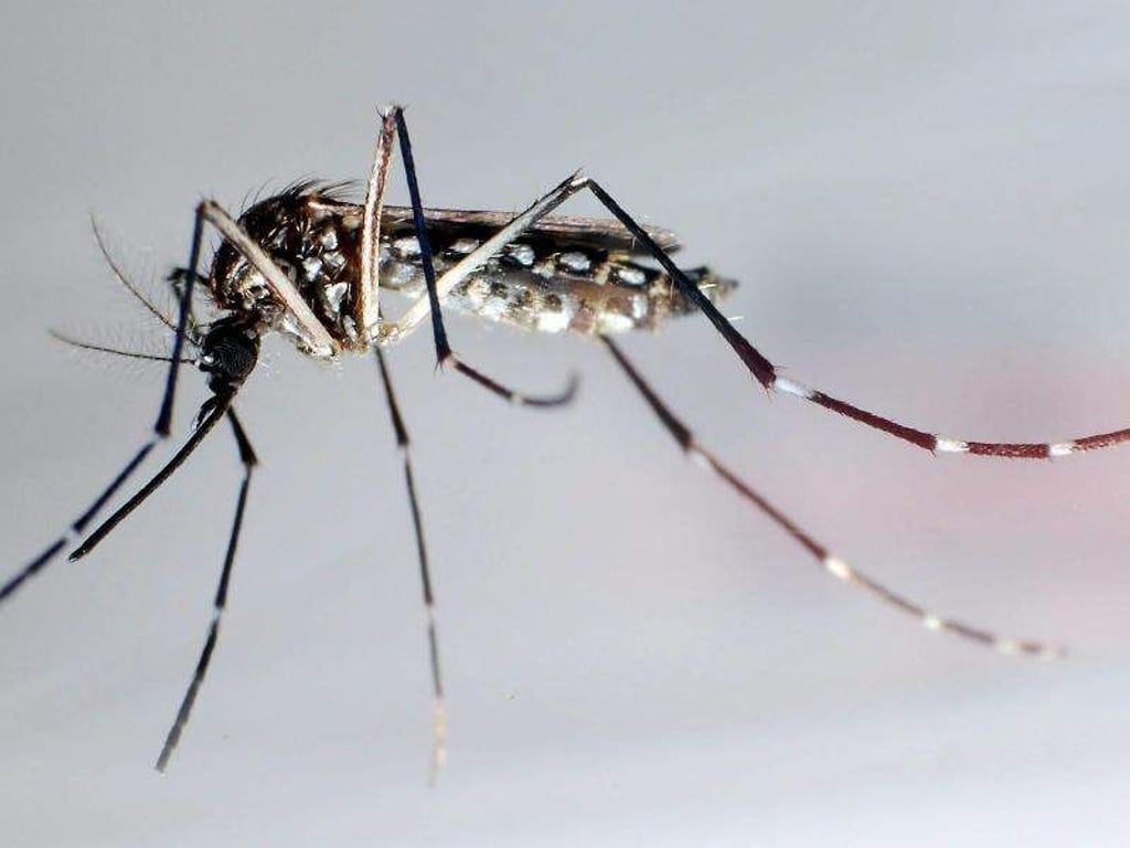 Die ägyptische Tigermücke gilt als ein Überträger des Dengue-Fieber. Foto: Gustavo Amador/epa