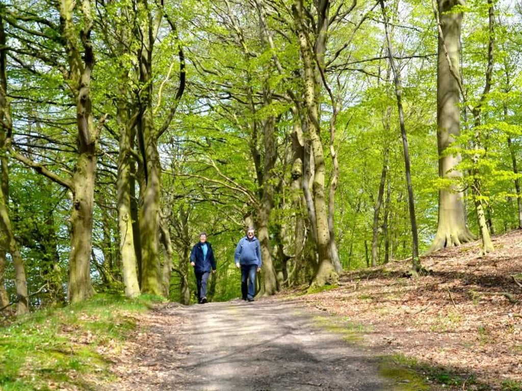Wanderweg in der Kühlung - der Höhenzug entstand in der letzten großen Eiszeit. Foto: Wolfgang Stelljes