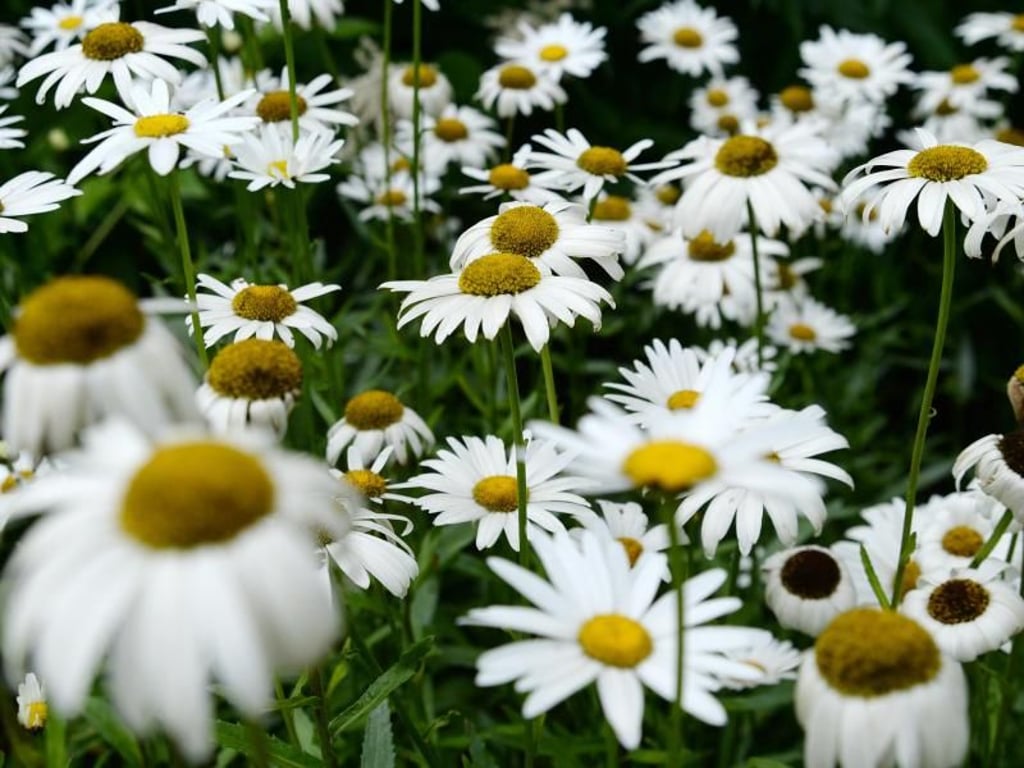 Die Magerwiesen-Margerite ist in Deutschland heimisch. Foto: Andrea Warnecke
