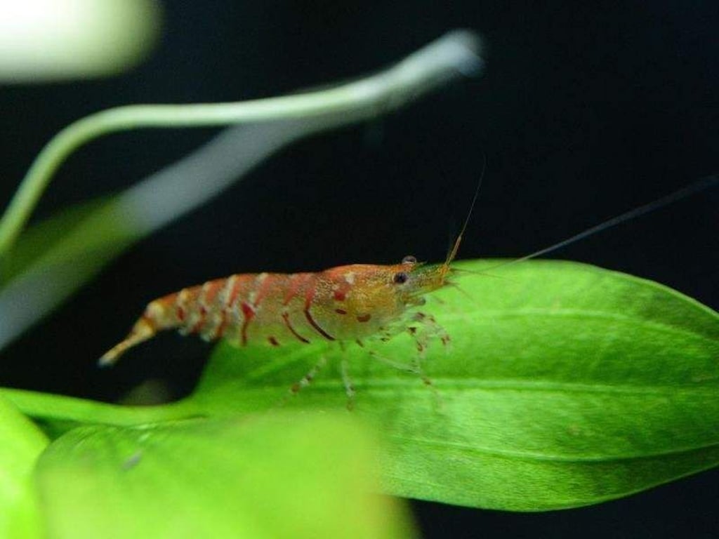 Garnelen wie diese rote Tigergarnele verspeisen gerne Algen und helfen auf diese Weise, das Aquarium sauber zu halten. Foto: Andrea Warnecke