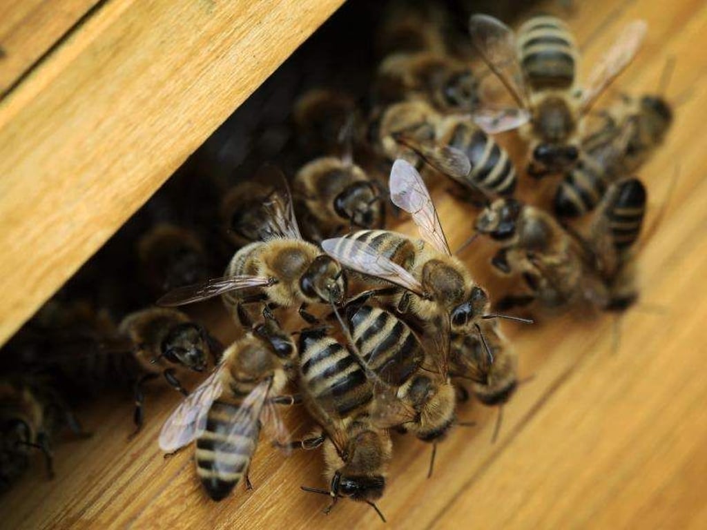 Bienen in einem Bienenstock. Um den Bedarf an Bienenvölkern zu decken, rufen die Imkerverbände die Halter auf, Völker zur Verfügung zu stellen. Foto: Fredrik von Erichsen