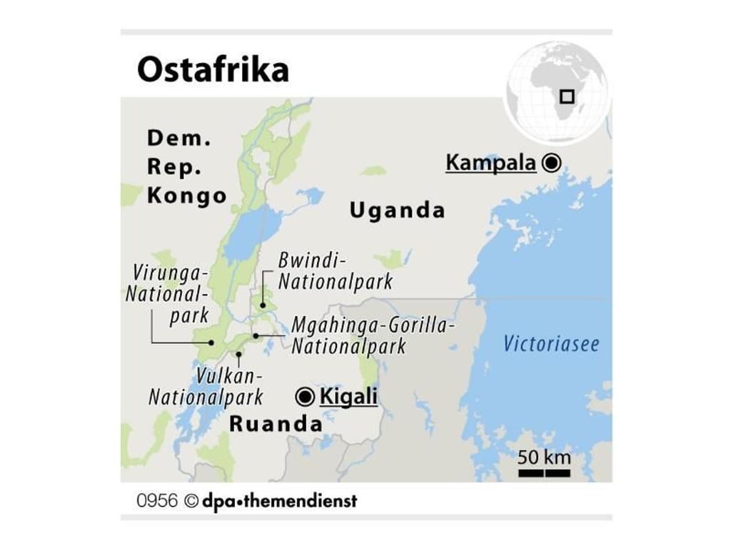 Die letzten Berggorillas dieser Erde leben nur noch in zwei kleinen Gebieten in Ostafrika. Wer die Tiere in der Wildnis beobachten will, reist dafür am besten nach Uganda oder Ruanda. Foto: dpa-infografik