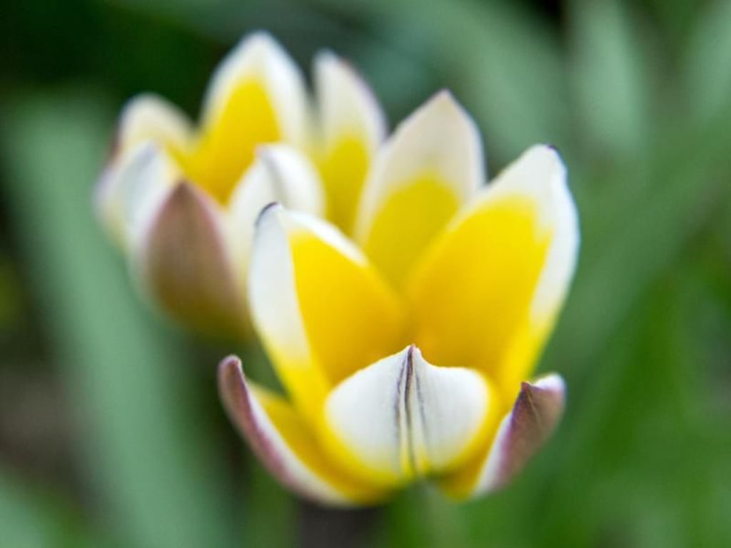 Tulpen erblühen in der Regel zwischen März und Mai. Den Anfang machen vor allem die kleineren, dafür kräftig gefärbten Wildtulpen. Foto: Andrea Warnecke