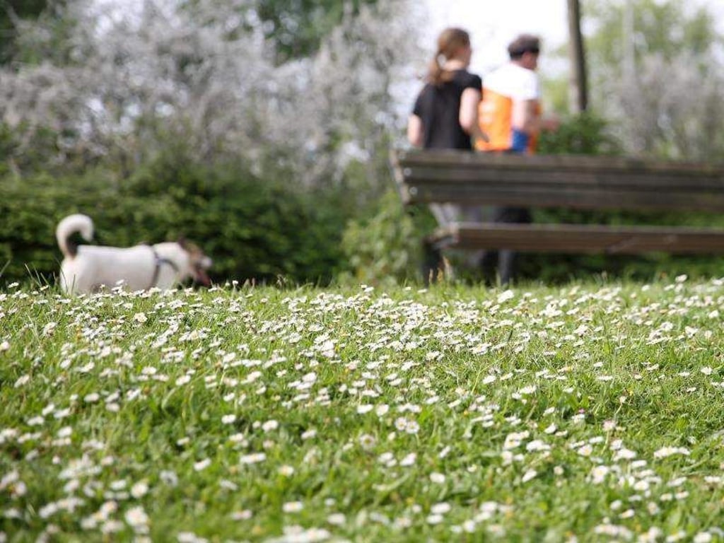 Nur ein kleiner Moment Unaufmerksamkeit reicht aus, und der Hund hat irgendetwas gefressen. Foto: Bodo Marks
