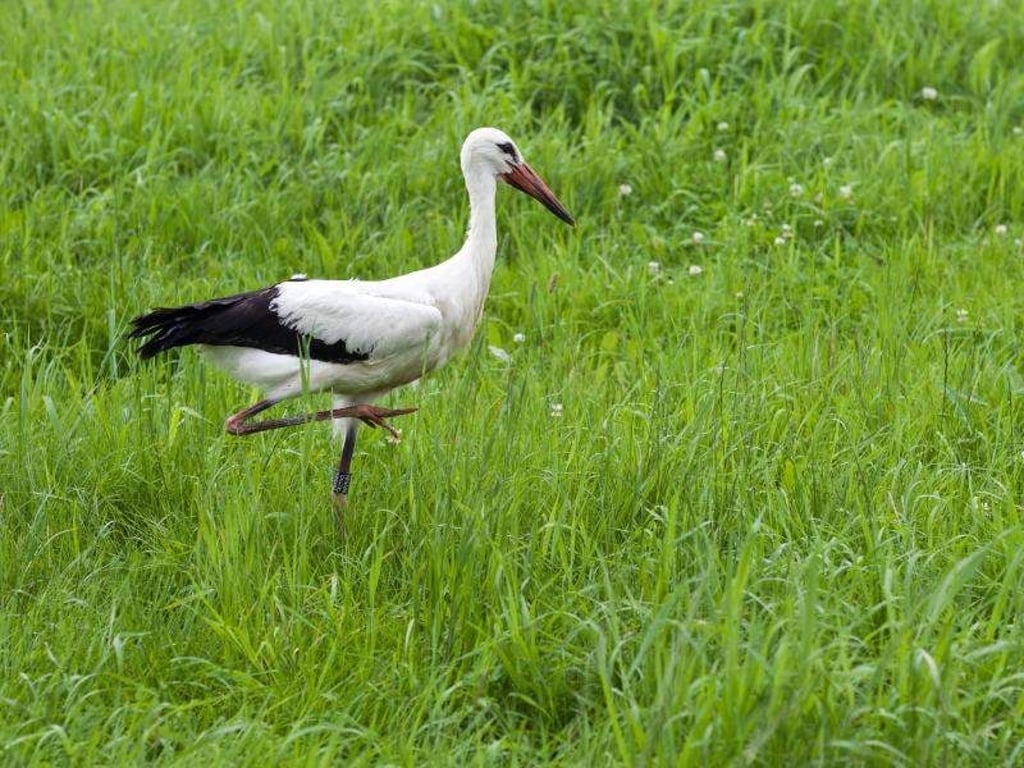 Storch. Foto: Jens Wolf/Archiv