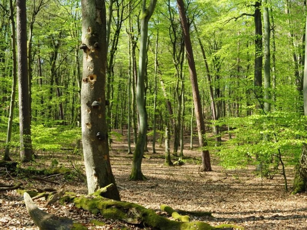 Eine sehenswerte Naturlandschaft ist das Unesco-Weltnaturerbe Alte Buchenwälder Deutschlands. Foto: TVMS/dpa