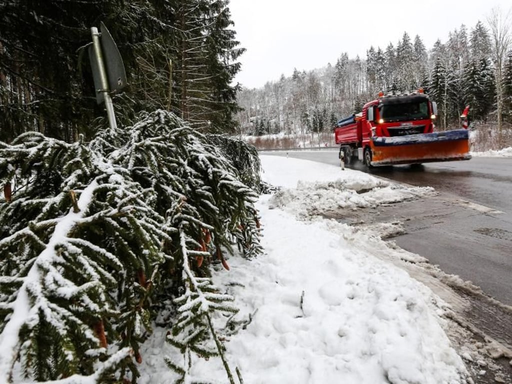 Zahlreiche Bäume sind durch die Schneelast umgestürzt. Foto: Thoams Warnack