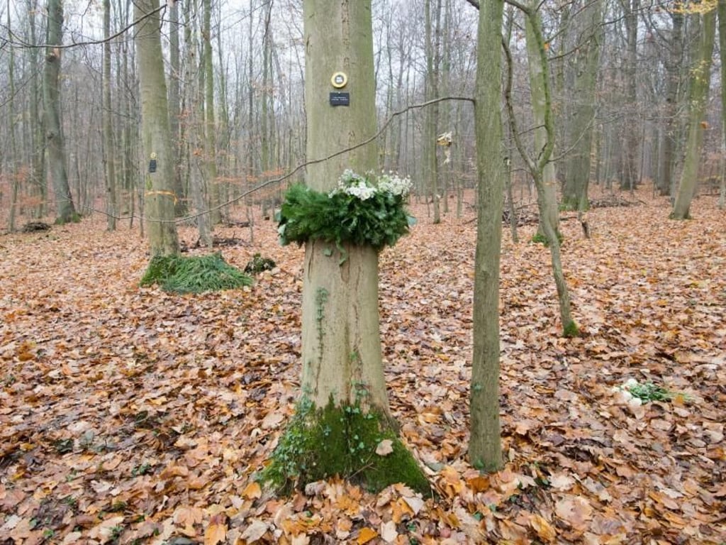 Ein Kranz hängt an einem Baum nach einer Beisetzung einer Urne im RuheForst Deister. In dem Waldgebiet können Menschen nach ihrem Tod bestattet werden. Die Asche des Verstorbenen wird in einer biologisch abbaubaren Urne beigesetzt. Foto: Julian Stratenschulte