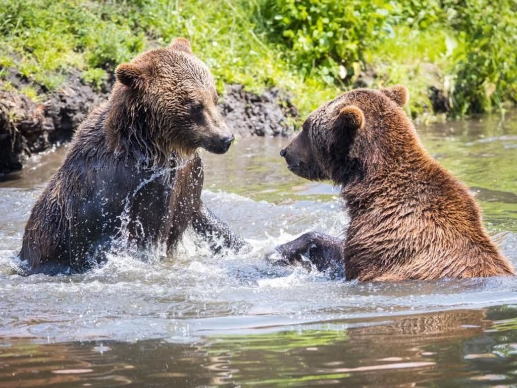 Planschen und abkühlen: Zwei Braunbären im Zoo Hoyerswerda bei Temperaturen um die 30 Grad Celsius in einem Gewässer. Foto: Oliver Killig