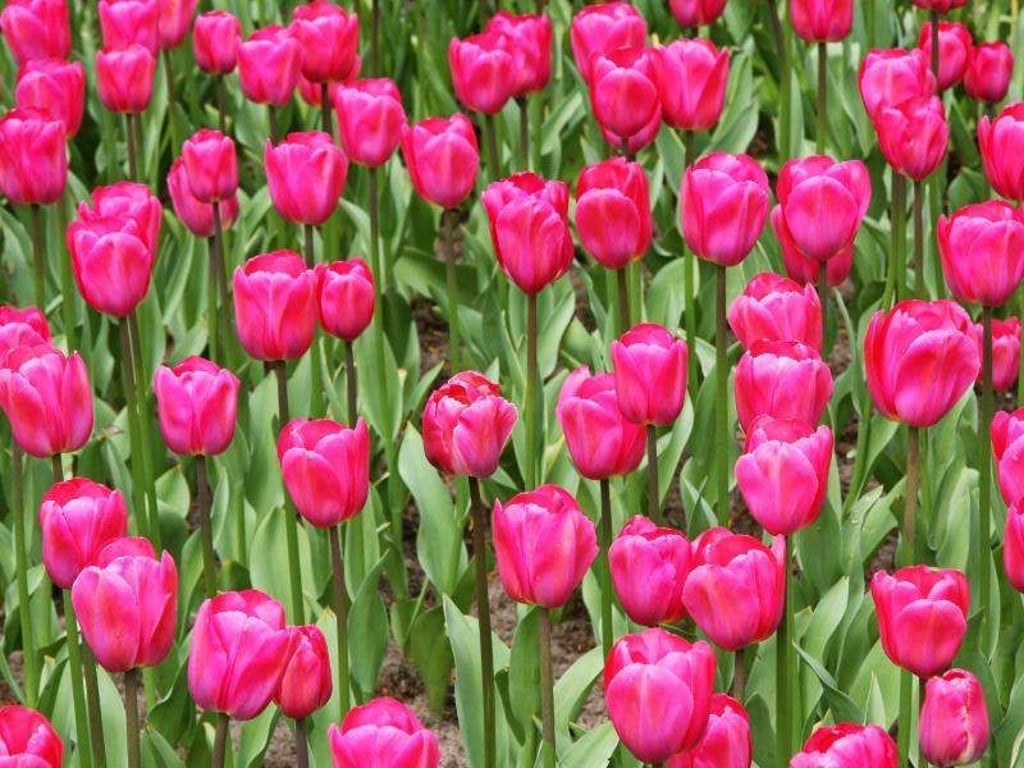 Tulpen sind keine Eintagsfliegen. Nach ihrer Blüte ziehen sie sich zwar zurück in die Erde, aber sie können im Folgejahr wieder austreiben. Foto: Hilke Segbers