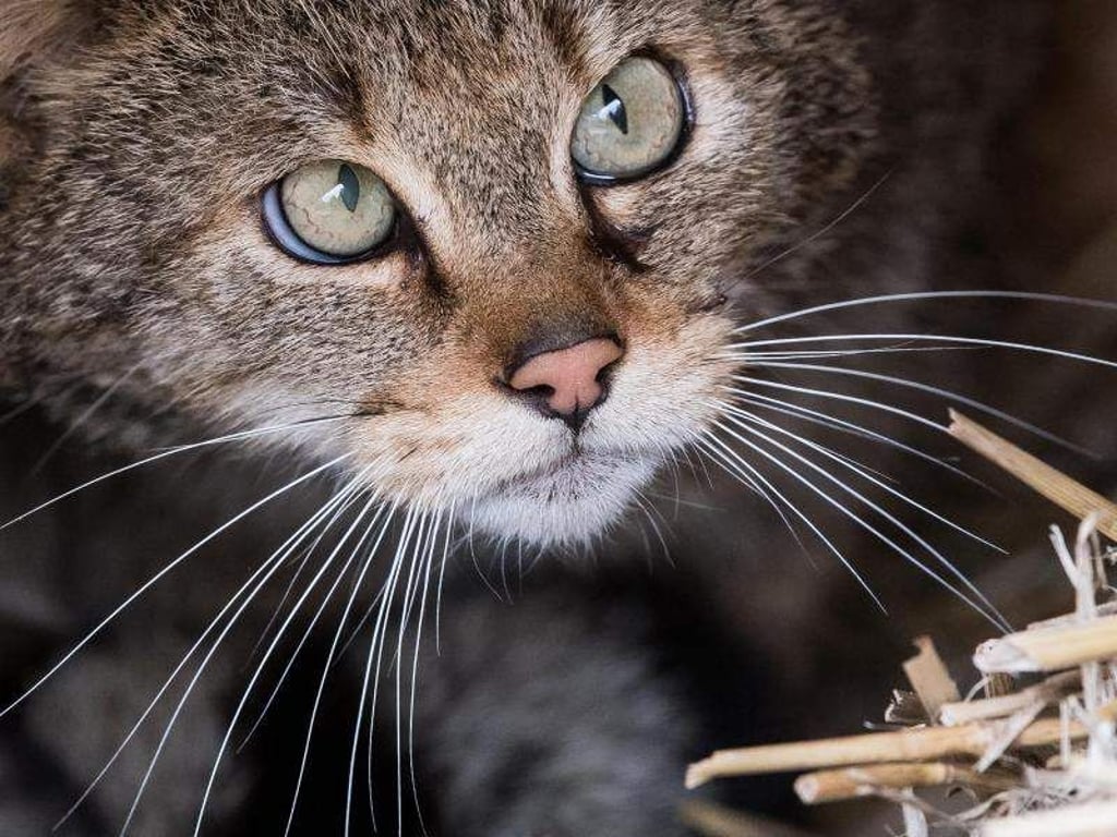 Die schielende Wildkatze "Clarence" sitzt in einem Freigehege für Wildkatzen. Foto: Swen Pförtner/aktuell