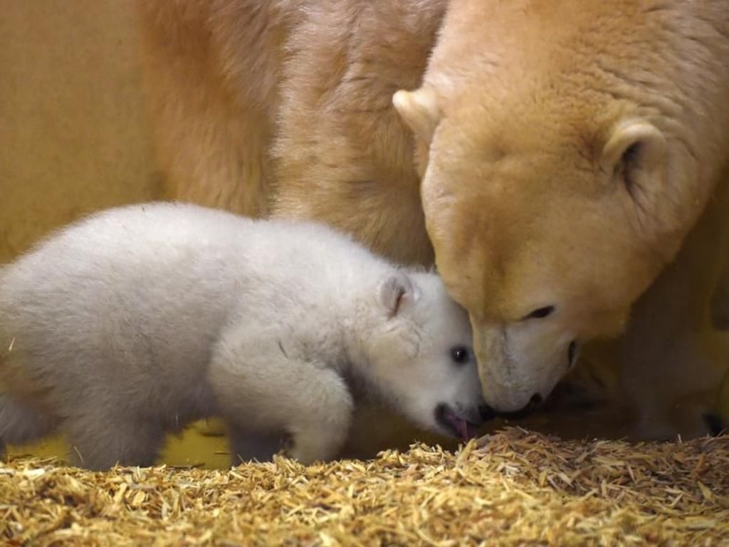 Das am 11.12.2015 geborene Eisbar-Mädchen mit seiner Mutter "Valeska". Dank der fettreichen Muttermilch wiegt das Jungtier bereits geschätzte elf Kilo. Foto: Carmen Jaspersen