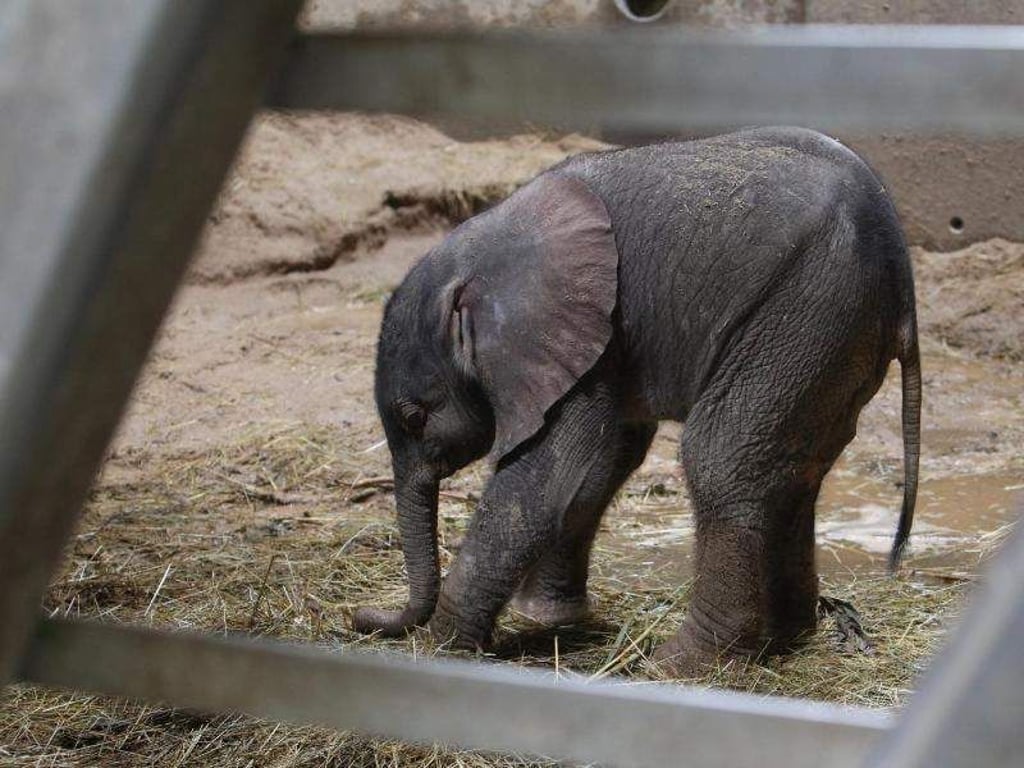 Der junge Elefanten-Bulle aus Halle wird getauft. Foto: Sebastian Willnow/Archiv