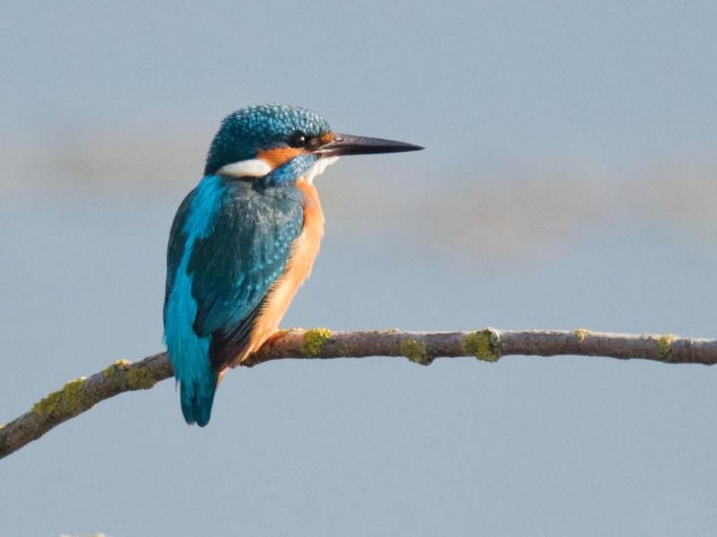 Ein Eisvogel (Alcedo atthis) verweilt am Morgen im Naturschutzgebiet Gronauer Masch in Niedersachsen. Foto: Julian Stratenschulte