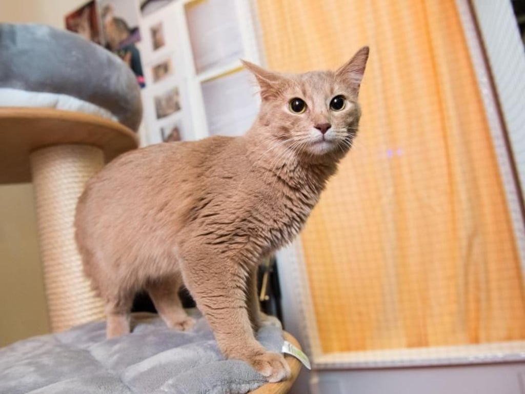 Die Somali-Katze ist unproblematisch, was andere Katzen und Tiere in der Familie angeht - sogar mit Hunden kommt sie klar. Foto: Andrea Warnecke/dpa-tmn