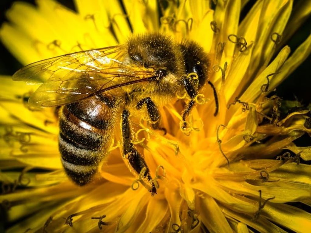 Eine mit Blütenpollen bedeckte Biene sitzt auf einem Löwenzahn. Anlässlich der Weltkonferenz zur Artenvielfalt haben Experten die erste weltweite Öko-Inventur seit 14 Jahren vorgelegt. Foto: Nicolas Armer