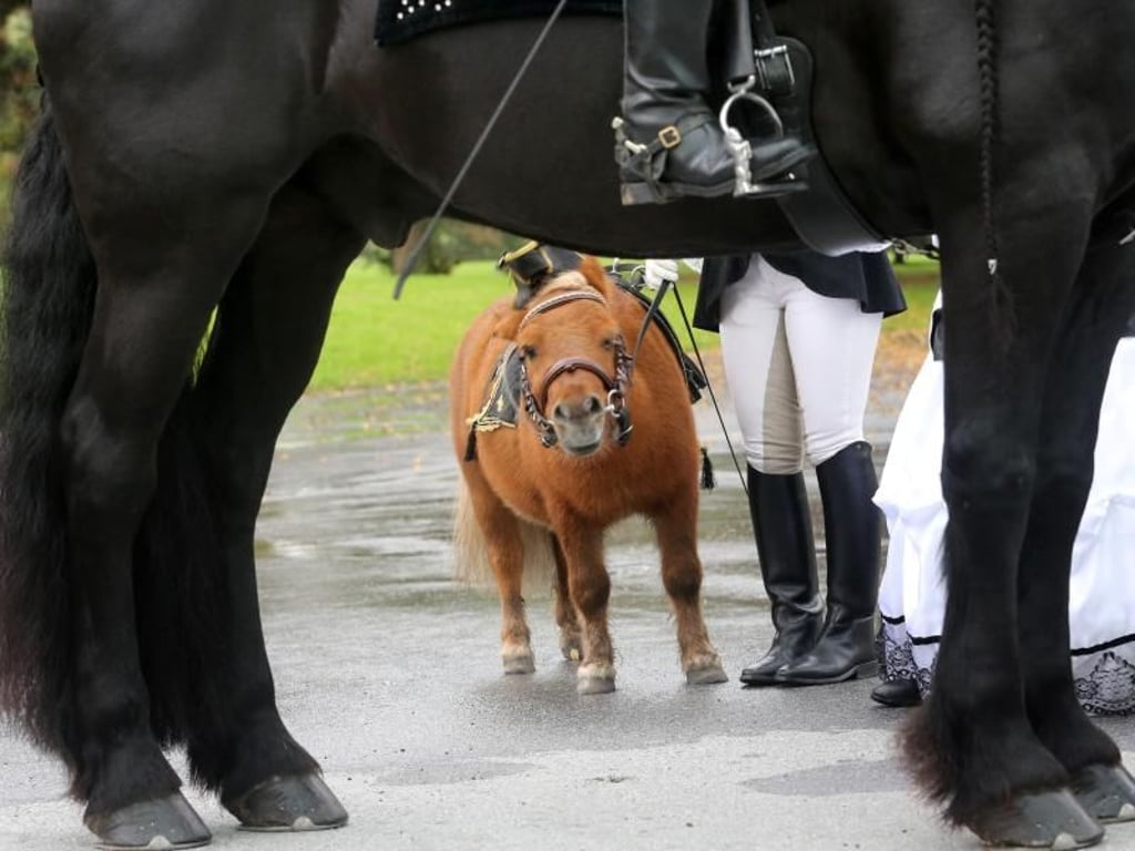 Auch Zwergponys sind bei der Tierschau auf der Messe «Hund & Pferd» zu sehen. Foto: Roland Weihrauch