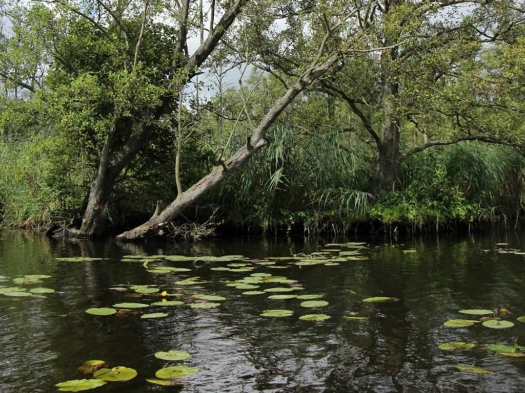 Natur vom Wasser aus erleben: Das funktioniert auf der Peene im Nordosten Mecklenburg-Vorpommerns wunderbar. Foto: Alexandra Frank