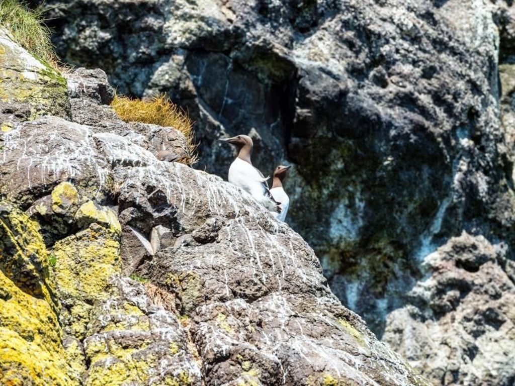 Nordirlands Klippenpfad The Gobbins ist auch etwas für Vogelfreunde - hier Trottellummen. Foto: Stefan Schnebelt/Tourism Ireland