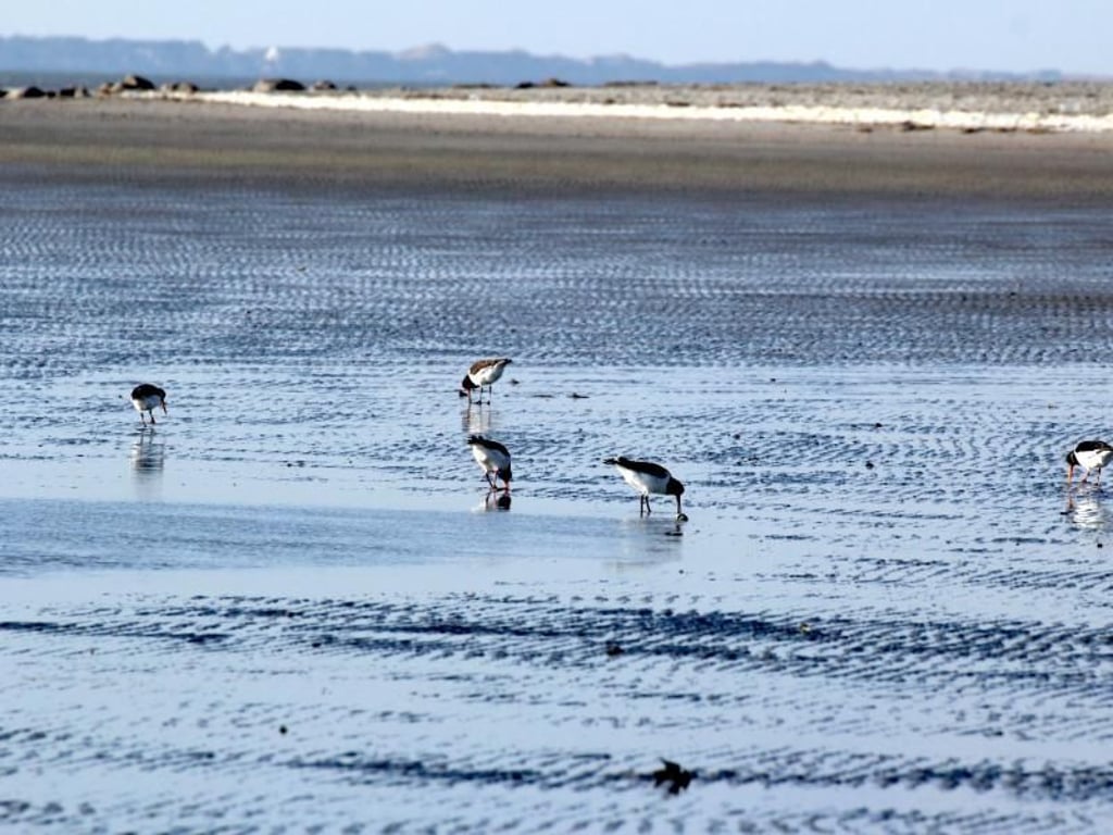 Watt-Idylle: Die Austernfischer werden bei ihrer Suche nach Nahrung im Winter kaum gestört. Foto: Verena Wolff