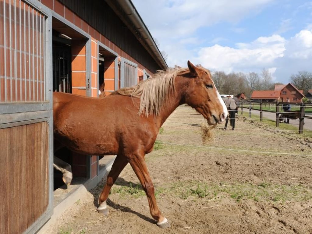 Ab nach draußen: Im Idealfall haben Pferde über einen Paddock Kontakt zur Außenwelt und zu ihren Artgenossen - so wie im Reitstall Lindemann in Hepstedt. Foto: Ingo Wagner