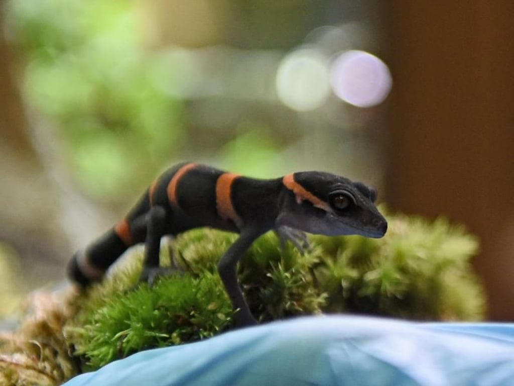 Die frisch geschlüpften Chinesischen Tigergeckos sind neun Zentimeter groß. Foto: Henning Kaiser