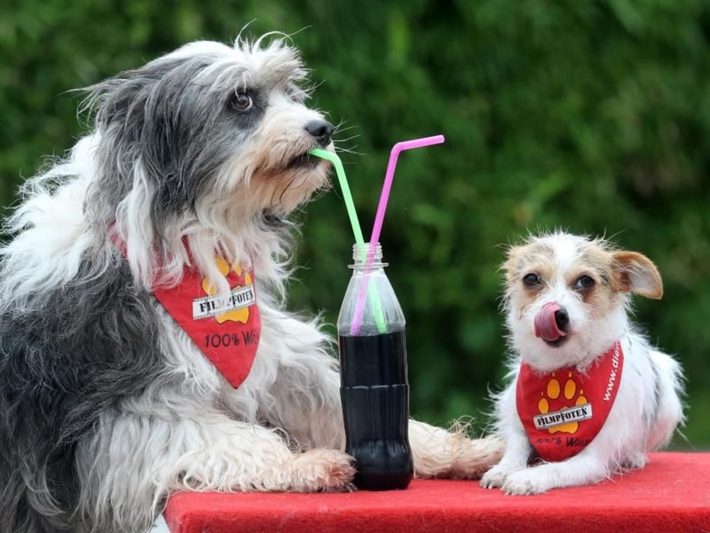 Die Filmhunde Tom Tom und Jojo entspannen im Backstage-Bereich. Foto: Roland Weihrauch