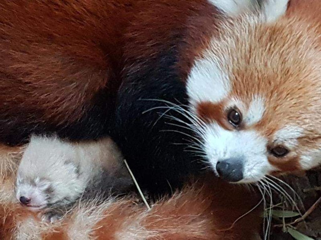 Erstmals Nachwuchs bei den seltenen Roten Pandas im Bergzoo Halle. Foto: Zoo Halle