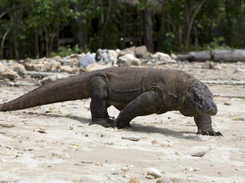 Ein Komodo-Waran, aufgenommen im Komodo Island Nationalpark: Die Tiere sollen sich für ein Jahr vom Tourismus erholen. Foto: Made Nagi/EPA