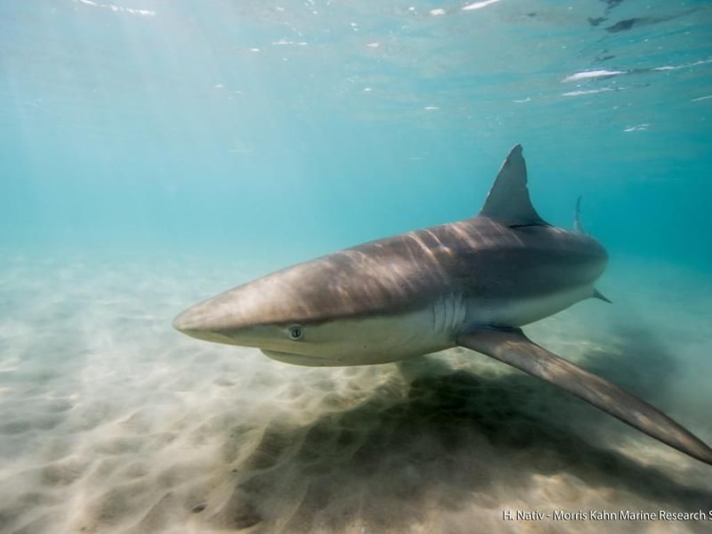 Ein Hai schwimmt vor Israels Mittelmeerküste. Foto: Hagai Nativ/Morris Kahn Marine Research Station-University of Haifa