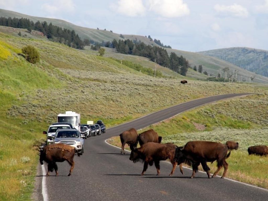 Die Wahrscheinlichkeit im Lamar Valley Bisons zu sichten, ist für Besucher des Yellowstone-Nationalparks sehr hoch. Foto: Christian Röwekamp