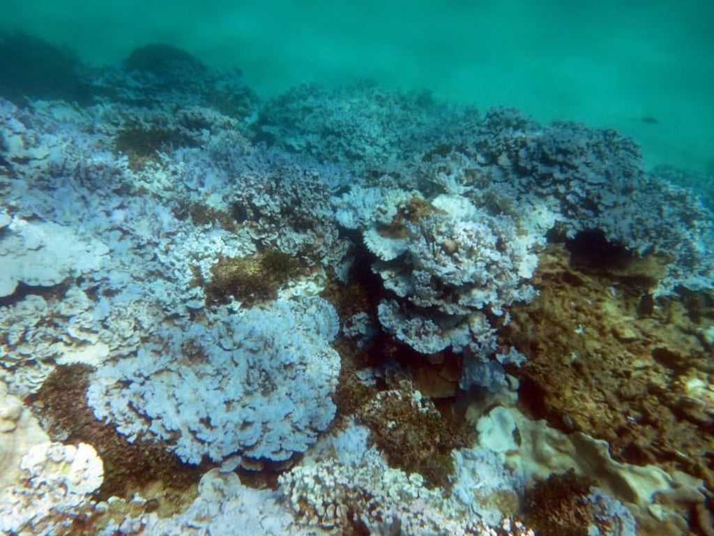 Tote Korallen in den Gewässern vor Hawaii: In den tropischen Meeren steigt die Wassertemperatur. Foto: NOAA/Archiv