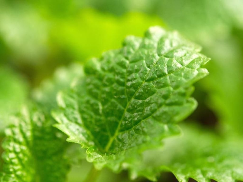 Zitronenmelisse bringt ein frisches Aroma in den Tee-Becher. Foto: Andrea Warnecke